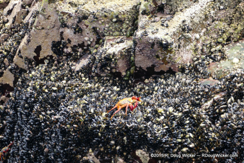 Red rock crab, a.k.a., Sally Lightfoot crab