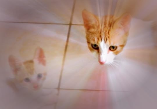 orange and friskittee