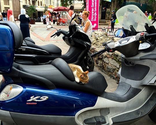 A cat napping on a parked motorcycle in Istanbul shows the extent of the city’s concern for stray cats and reflects the desire to preserve Turkish tradition and this aspect of Turkey's cultural heritage. (Image © Joyce McGreevy)