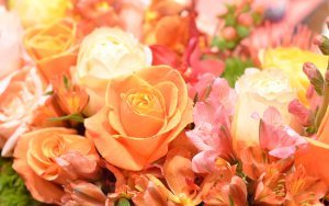 placid flowers_close_up