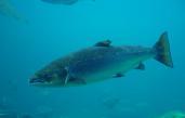 salmon