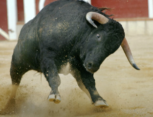  photo bullcharging_zps0wgmwxmr.jpg