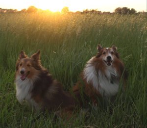 Buddy and Kiera field light