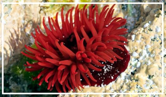Sea anemone in puce