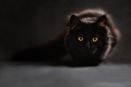 black-cat-the-ninth-life