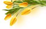 1798-yellow-tulips-flower