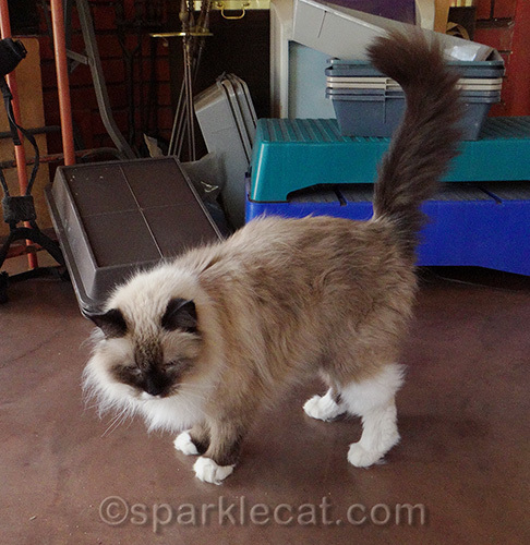 Ragdoll mix cat in need of a groom
