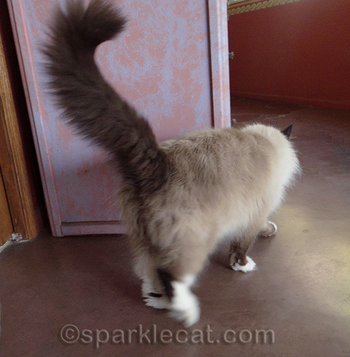 ragdoll mix cat walking away from a groom
