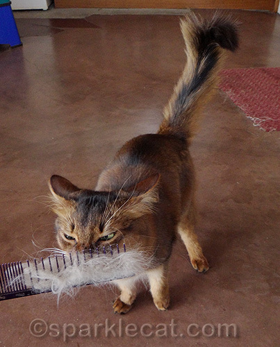 somali cat sniffs fur-filled comb with disgust