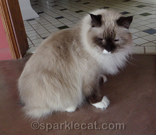 ragdoll mix cat, freshly groomed