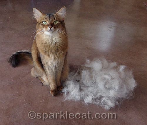 somali cat poses with a big pile of fur