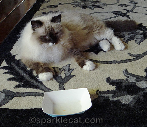 ragdoll mix cat in front of an empty food dish