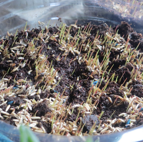 Sprouts