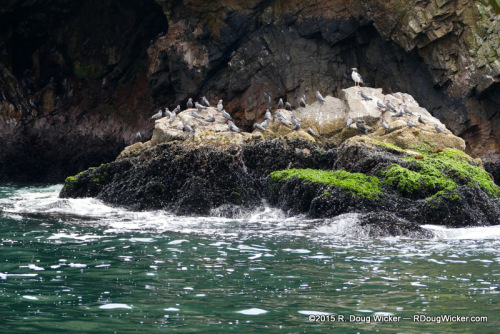 The beautiful red bills of the Inca tern