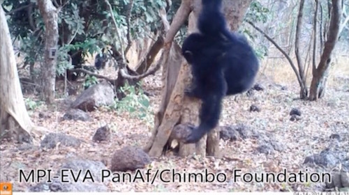 Chimp ritual.jpg
