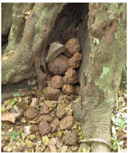 An accumulation of stones in between buttress roots. Nature Science Reports 6, 22219