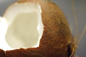 coconut 864277
