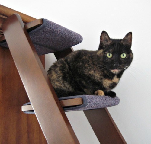 cat-ladder