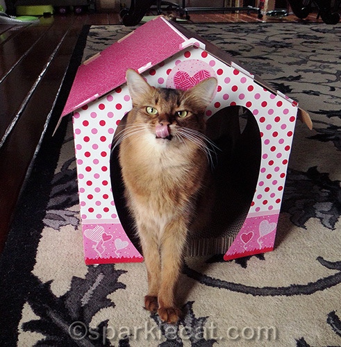 somali cat in front of valentine house scratcher with tongue