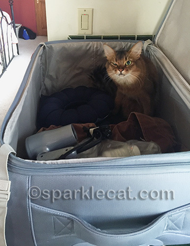 somali cat in suitcase, winking