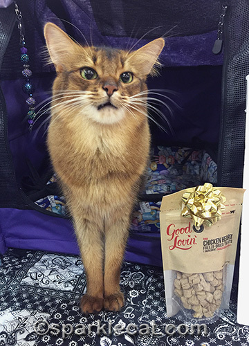 somali cat posing with treats and looking like she is going to sneeze