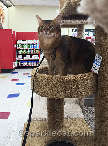 somali cat in cat tree at pet store