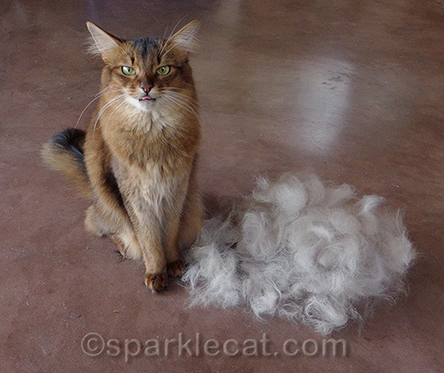 somali cat sticking her tongue out next to a pile of cat fur