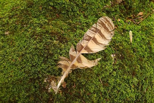 Feather on moss
