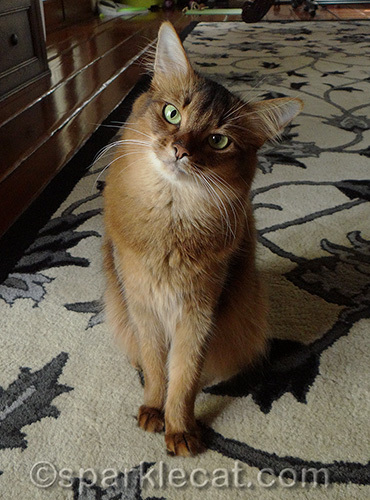 somali cat posing with head tilted