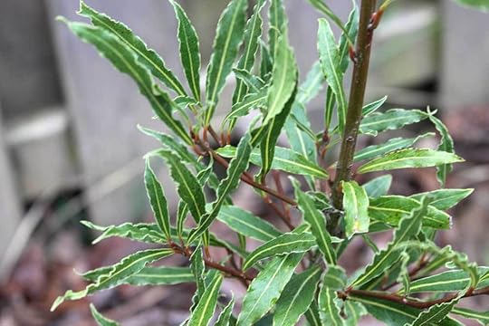 evergreen-willowleaf-bay