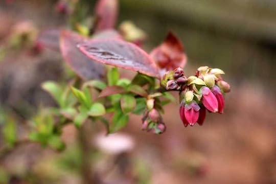 evergreen-sunshine-blueberry