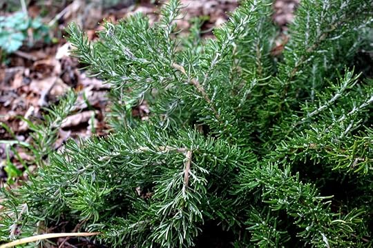 evergreen-rosemary