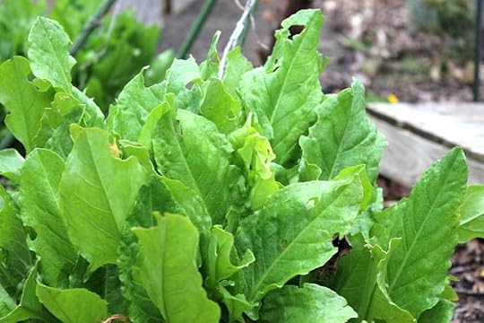evergreen-sorrel