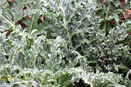 evergreen-artichoke