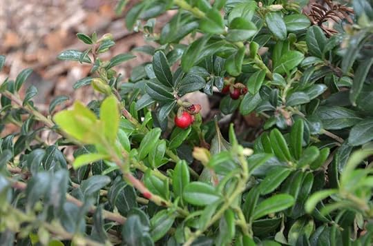 evergreen-lingonberry