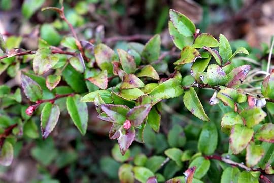 evergreen-huckleberry-leaves