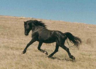 Nokota, North Dakota, horse, conservancy