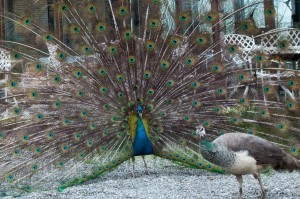 Peacocks roam free at Palla Vicina
