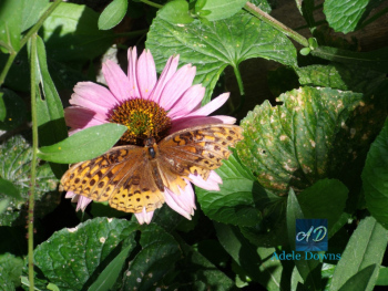 TAButterflysigned