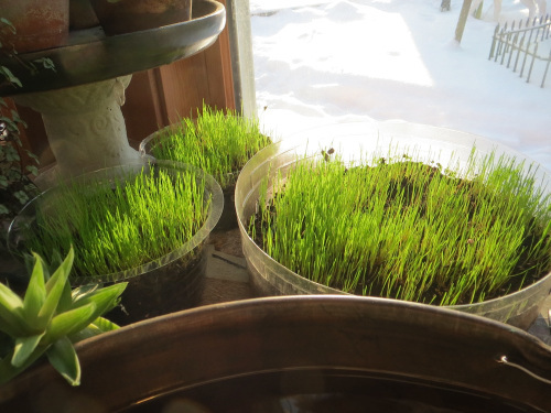 GrassSprouts