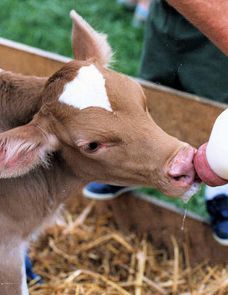bottle feeding a calf: 