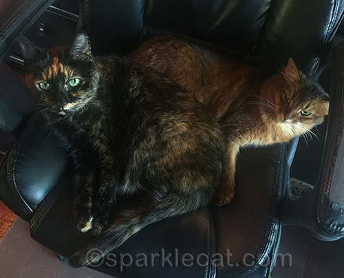 tortoiseshell cat and Somali cat in office chair