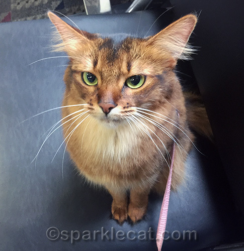 somali cat sitting on chair in airport boarding area