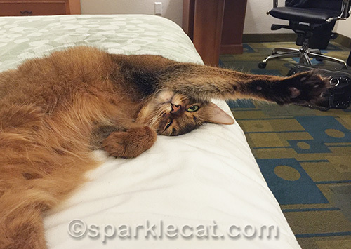 Somali cat stretching out on hotel bed