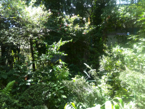Jumalon Butterfly Sanctuary Review 02 - 1st - Survive Travel