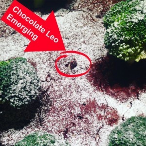 Image of a toy hand sticking out of a pan of brownies surrounded by broccoli trees and covered in powdered sugar