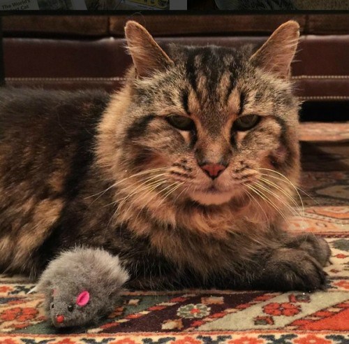 worlds-oldest-living-cat