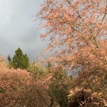 Cherry Blossoms in the stormbreak