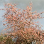 Cherry Blossoms in the stormbreak