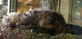 sleeping river otter